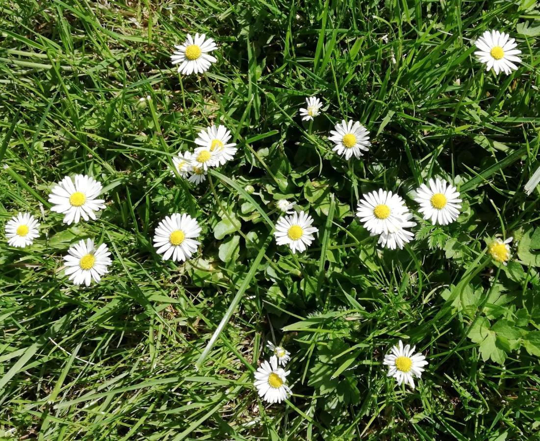 فندق Am Waldrand Spreewald بورغ المظهر الخارجي الصورة