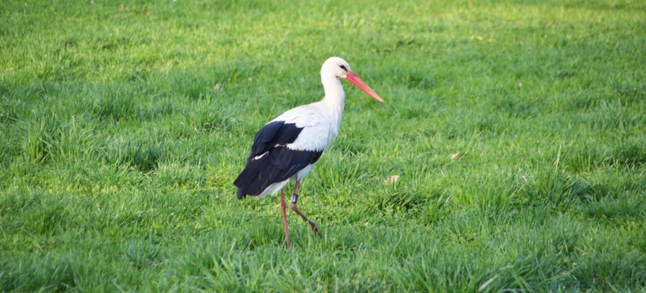 فندق Am Waldrand Spreewald بورغ المظهر الخارجي الصورة